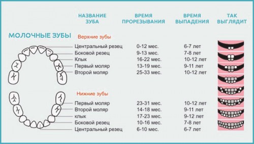 Визуална диаграма за замяна на бебешки зъби