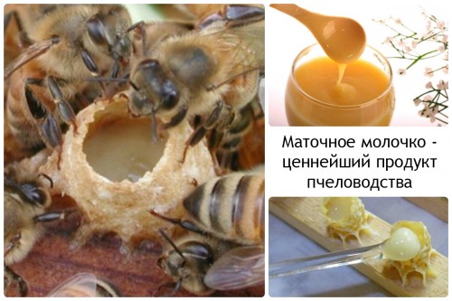 Пчели и пчелно млечице