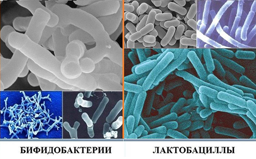 Различни видове полезни бактерии