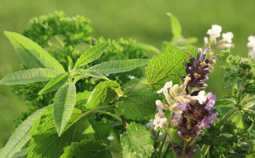 Лечебни цветя на градински чай
