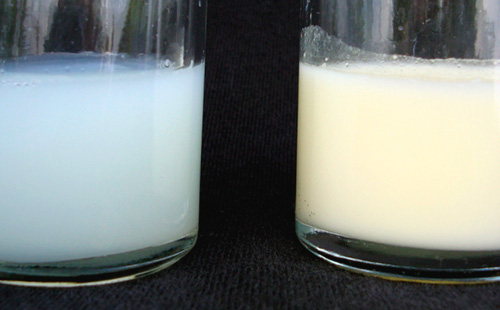 Мляко от различни цветове в две чаши