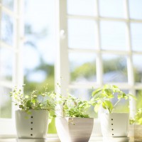 Невероятно чист и светъл прозорец с полезни растения на прозореца