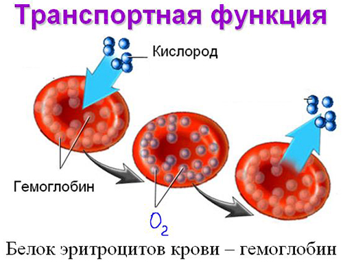 На диаграмата на функцията на хемоглобина