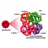 Фигура показва структурата на хемоглобина