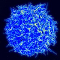 Т-лимфоцитът е подобен на синята супернова
