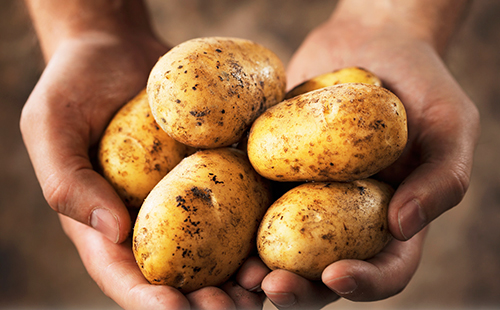 Идеални картофи в протегнати ръце