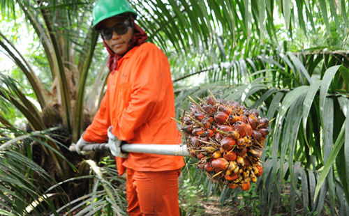 Индонезийският вкарва куп плодове от дланта Маленника