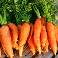Живи корени от моркови на дървен под