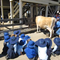 Децата в турнето говорят за това какво е крава