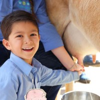 Ентусиазираното момче се научава да мляко крава