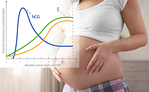 График на hCG по време на бременност