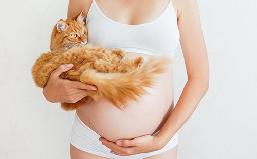 Бременна жена с червена котка на ръцете си