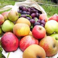 Богата реколта от ябълки и сливи